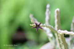 Caralluma stalagmifera var. stalagmifera